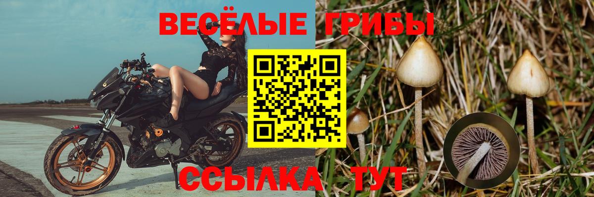 Карталы  Галлюциногенные грибы MAGIC MUSHROOMS  Вход с VPN  Псилоцибиновые грибы Psilocybe 